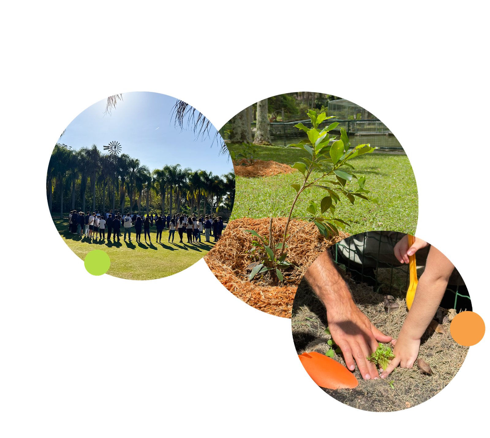 Estudantes no gramado, muda plantada e mãos plantando na terra
