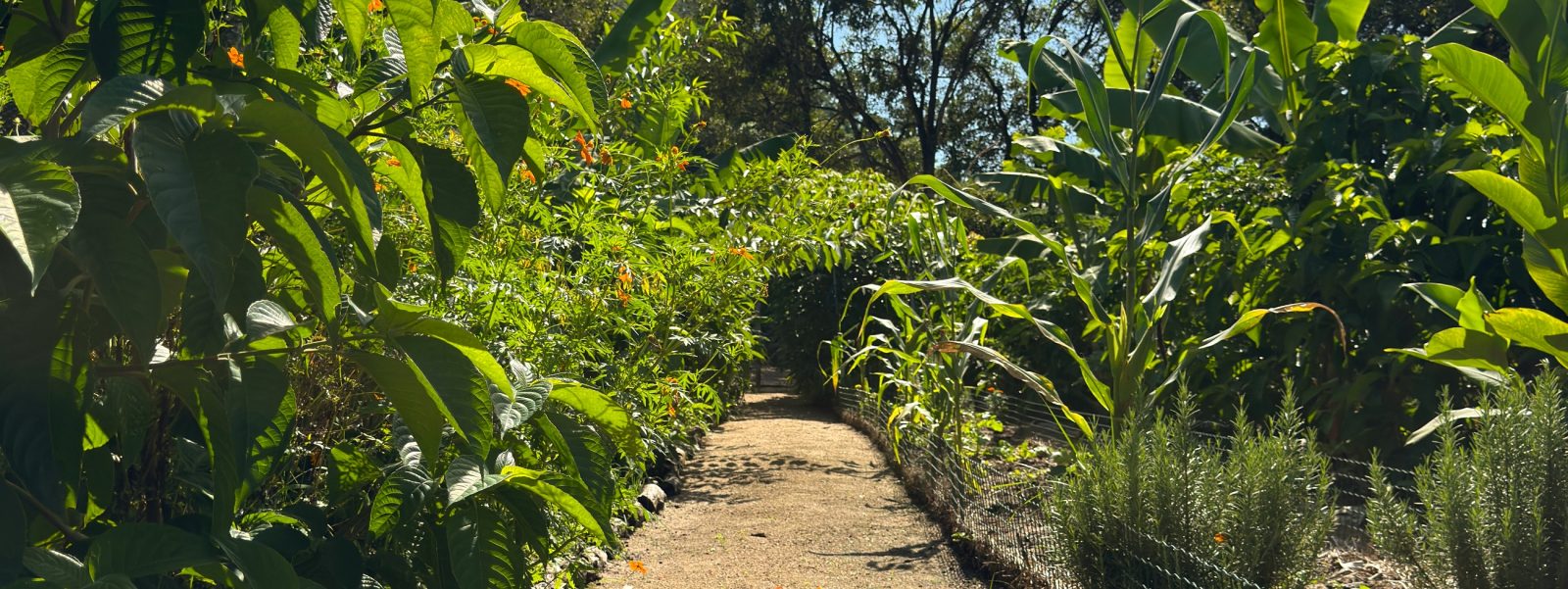 Por que aprender com a natureza transforma a infância?